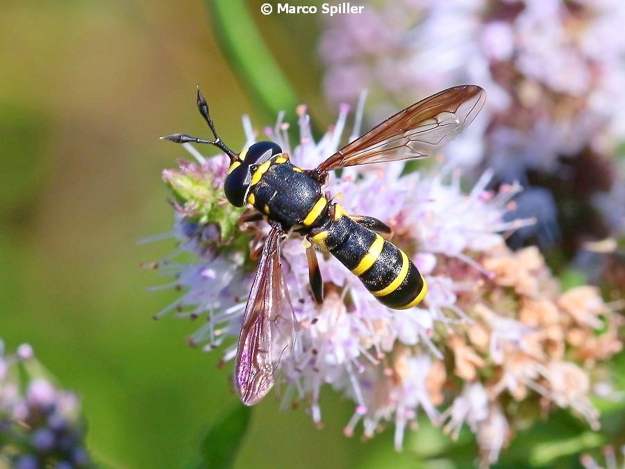 Ceriana vespiformis (Syrphidae)?  No, Ceriana conopsoides